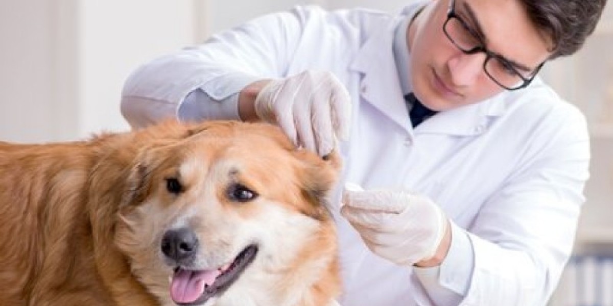 Medical Imaging for Dogs: X-ray, Ultrasound, CT Scan, MRI, or Nuclear?