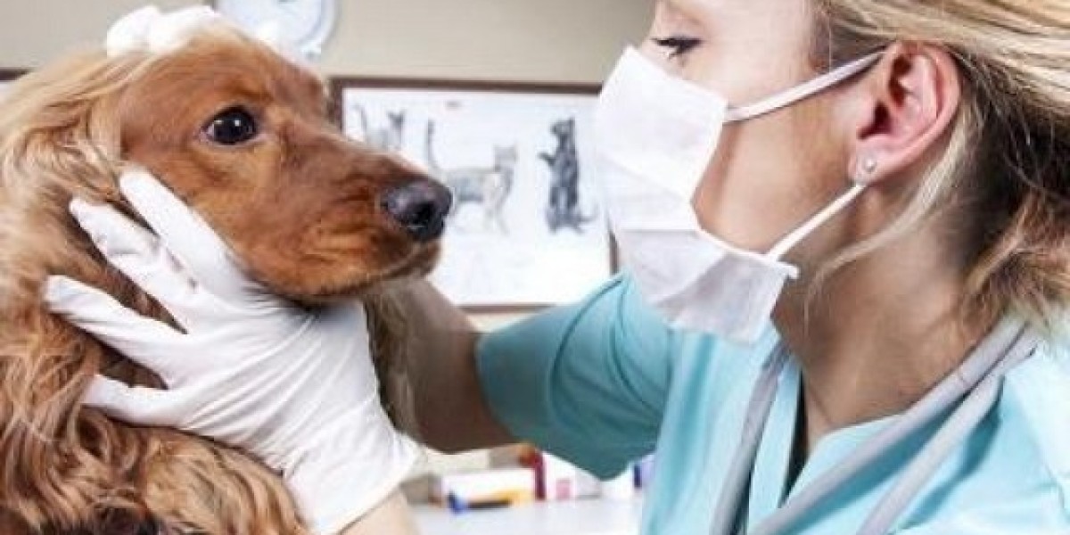 What to Expect When Your Pet Has an Electrocardiogram