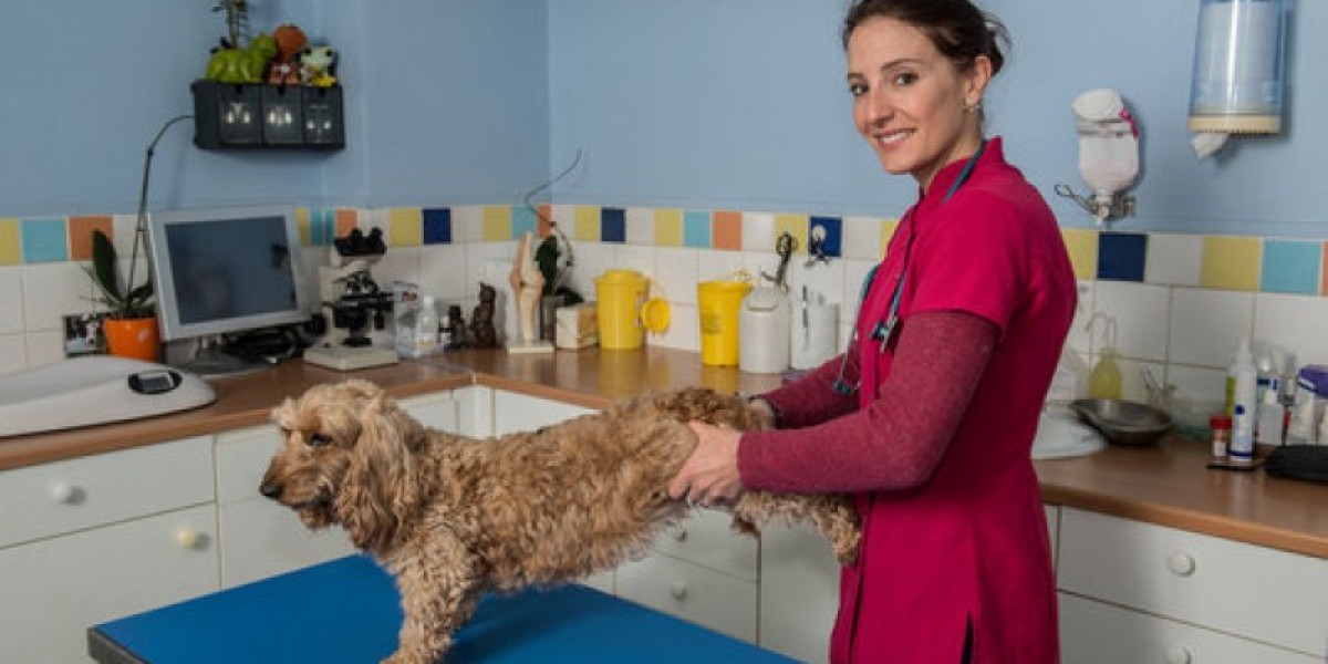 Dog Coughing: Our Vets Explain What to Do 8 Home Remedies